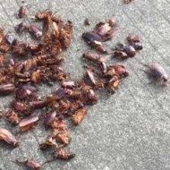 天氣變冷蟑螂都藏到哪去了呢？