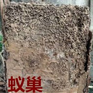 別墅墻體挖出超大白蟻巢?。?！